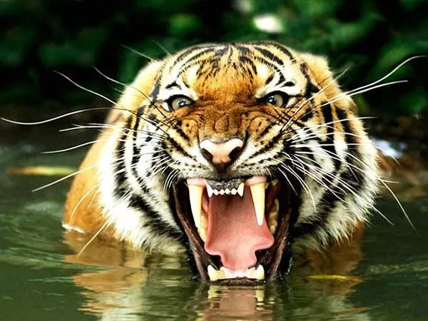 استفاده از یک آینه برای تاباندن نور به سوژه در روی آب پر از انعکاس